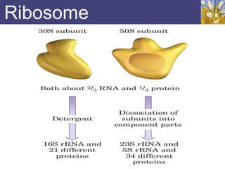 Ribosome
 