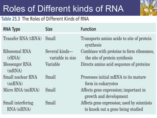Roles of Different kinds of RNA
 