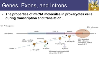 Genes, Exons, and Introns
• The properties of mRNA molecules in prokaryotes cells
during transcription and translation.
 