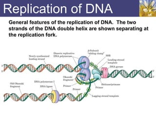 Replication of DNA
General features of the replication of DNA. The two
strands of the DNA double helix are shown separating at
the replication fork.
 