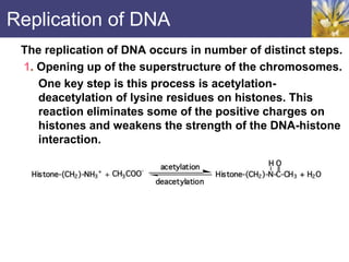 Replication of DNA
The replication of DNA occurs in number of distinct steps.
1. Opening up of the superstructure of the chromosomes.
One key step is this process is acetylation-
deacetylation of lysine residues on histones. This
reaction eliminates some of the positive charges on
histones and weakens the strength of the DNA-histone
interaction.
 