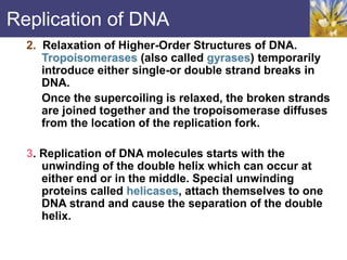 Replication of DNA
2. Relaxation of Higher-Order Structures of DNA.
Tropoisomerases (also called gyrases) temporarily
introduce either single-or double strand breaks in
DNA.
Once the supercoiling is relaxed, the broken strands
are joined together and the tropoisomerase diffuses
from the location of the replication fork.
3. Replication of DNA molecules starts with the
unwinding of the double helix which can occur at
either end or in the middle. Special unwinding
proteins called helicases, attach themselves to one
DNA strand and cause the separation of the double
helix.
 