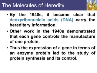 The Molecules of Heredity
• By the 1940s, it became clear that
deoxyribonucleic acids (DNA) carry the
hereditary information.
• Other work in the 1940s demonstrated
that each gene controls the manufacture
of one protein.
• Thus the expression of a gene in terms of
an enzyme protein led to the study of
protein synthesis and its control.
 