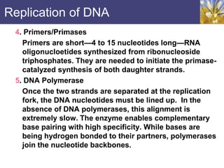 Replication of DNA
4. Primers/Primases
Primers are short—4 to 15 nucleotides long—RNA
oligonucloetides synthesized from ribonucleoside
triphosphates. They are needed to initiate the primase-
catalyzed synthesis of both daughter strands.
5. DNA Polymerase
Once the two strands are separated at the replication
fork, the DNA nucleotides must be lined up. In the
absence of DNA polymerases, this alignment is
extremely slow. The enzyme enables complementary
base pairing with high specificity. While bases are
being hydrogen bonded to their partners, polymerases
join the nucleotide backbones.
 