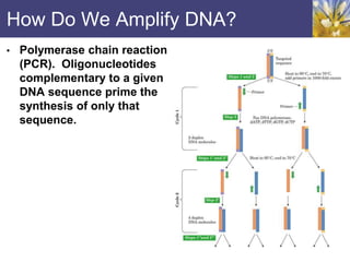 How Do We Amplify DNA?
• Polymerase chain reaction
(PCR). Oligonucleotides
complementary to a given
DNA sequence prime the
synthesis of only that
sequence.
 