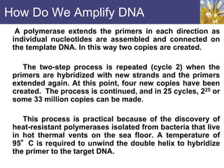 How Do We Amplify DNA
A polymerase extends the primers in each direction as
individual nucleotides are assembled and connected on
the template DNA. In this way two copies are created.
The two-step process is repeated (cycle 2) when the
primers are hybridized with new strands and the primers
extended again. At this point, four new copies have been
created. The process is continued, and in 25 cycles, 225 or
some 33 million copies can be made.
This process is practical because of the discovery of
heat-resistant polymerases isolated from bacteria that live
in hot thermal vents on the sea floor. A temperature of
95°C is required to unwind the double helix to hybridize
the primer to the target DNA.
 