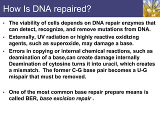How Is DNA repaired?
• The viability of cells depends on DNA repair enzymes that
can detect, recognize, and remove mutations from DNA.
• Externally, UV radiation or highly reactive oxidizing
agents, such as superoxide, may damage a base.
• Errors in copying or internal chemical reactions, such as
deamination of a base,can create damage internally
Deamination of cytosine turns it into uracil, which creates
a mismatch. The former C-G base pair becomes a U-G
mispair that must be removed.
• One of the most common base repair prepare means is
called BER, base excision repair .
 