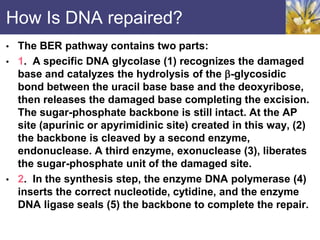 How Is DNA repaired?
• The BER pathway contains two parts:
• 1. A specific DNA glycolase (1) recognizes the damaged
base and catalyzes the hydrolysis of the -glycosidic
bond between the uracil base base and the deoxyribose,
then releases the damaged base completing the excision.
The sugar-phosphate backbone is still intact. At the AP
site (apurinic or apyrimidinic site) created in this way, (2)
the backbone is cleaved by a second enzyme,
endonuclease. A third enzyme, exonuclease (3), liberates
the sugar-phosphate unit of the damaged site.
• 2. In the synthesis step, the enzyme DNA polymerase (4)
inserts the correct nucleotide, cytidine, and the enzyme
DNA ligase seals (5) the backbone to complete the repair.
 