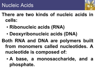 Nucleic Acids
There are two kinds of nucleic acids in
cells:
• Ribonucleic acids (RNA)
• Deoxyribonucleic acids (DNA)
Both RNA and DNA are polymers built
from monomers called nucleotides. A
nucleotide is composed of:
• A base, a monosaccharide, and a
phosphate.
 