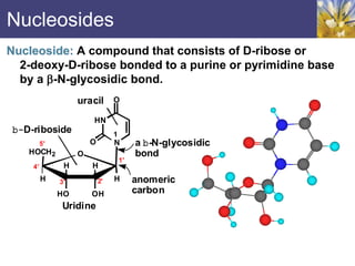 Nucleosides
Nucleoside: A compound that consists of D-ribose or
2-deoxy-D-ribose bonded to a purine or pyrimidine base
by a -N-glycosidic bond.
H
H
H
H
O
HOCH2
HO OH
O
O
HN
N
anomeric
carbon
a b-N-glycosidic
bond
Uridine
b-D-riboside
uracil
1'
2'
3'
4'
5'
1
 
