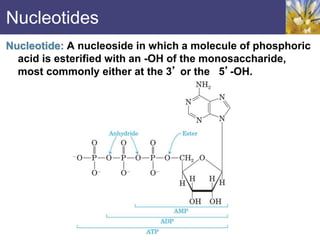 Nucleotides
Nucleotide: A nucleoside in which a molecule of phosphoric
acid is esterified with an -OH of the monosaccharide,
most commonly either at the 3’ or the 5’-OH.
 