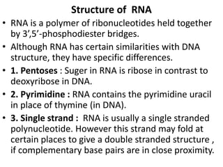 Structure of RNA
• RNA is a polymer of ribonucleotides held together
by 3’,5’-phosphodiester bridges.
• Although RNA has certain similarities with DNA
structure, they have specific differences.
• 1. Pentoses : Suger in RNA is ribose in contrast to
deoxyribose in DNA.
• 2. Pyrimidine : RNA contains the pyrimidine uracil
in place of thymine (in DNA).
• 3. Single strand : RNA is usually a single stranded
polynucleotide. However this strand may fold at
certain places to give a double stranded structure ,
if complementary base pairs are in close proximity.
 