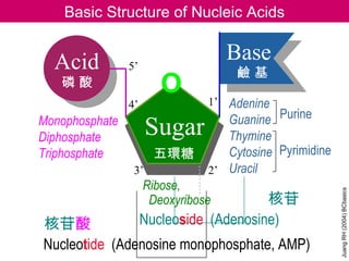 Basic Structure of Nucleic Acids


  Acid          5’
                                    Base
                                     鹼基
   磷酸
                4’              1’ Adenine
                                   Guanine Purine
Monophosphate
Diphosphate           Sugar        Thymine
Triphosphate          五環糖          Cytosine Pyrimidine
                 3’             2’ Uracil
                     Ribose,




                                                         Juang RH (2004) BCbasics
                      Deoxyribose        核苷
核苷酸                  Nucleoside (Adenosine)
Nucleotide (Adenosine monophosphate, AMP)
 