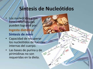 Síntesis de Nucleótidos
• Los nucleótidos y sus
bases relacionadas
pueden lograrse por:

Ingesta dietética
Síntesis de novo
• Capacidad de recuperar
los nucleótidos de fuentes
internas del cuerpo.
• Las bases de purina y de
pirimidinas no son
requeridas en la dieta.

 