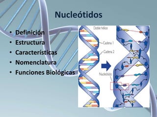 Nucleótidos
•
•
•
•
•

Definición
Estructura
Características
Nomenclatura
Funciones Biológicas

 