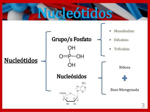 Nucleótidos