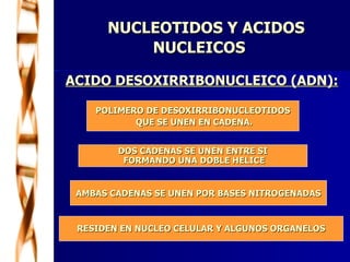   NUCLEOTIDOS Y ACIDOS  NUCLEICOS ACIDO DESOXIRRIBONUCLEICO (ADN): POLIMERO DE DESOXIRRIBONUCLEOTIDOS QUE SE UNEN EN CADENA. DOS CADENAS SE UNEN ENTRE SI FORMANDO UNA DOBLE HELICE AMBAS CADENAS SE UNEN POR BASES NITROGENADAS RESIDEN EN NUCLEO CELULAR Y ALGUNOS ORGANELOS 