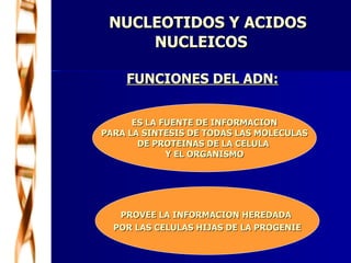   NUCLEOTIDOS Y ACIDOS  NUCLEICOS FUNCIONES DEL ADN: ES LA FUENTE DE INFORMACION PARA LA SINTESIS DE TODAS LAS MOLECULAS  DE PROTEINAS DE LA CELULA  Y EL ORGANISMO PROVEE LA INFORMACION HEREDADA  POR LAS CELULAS HIJAS DE LA PROGENIE 