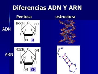 Diferencias ADN Y ARN       Pentosa    estructura   ADN ARN 