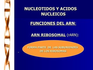 NUCLEOTIDOS Y ACIDOS  NUCLEICOS FUNCIONES DEL ARN : ARN RIBOSOMAL  (rARN):   FORMA PARTE  DE  LAS SUBUNIDADES  DE LOS RIBOSOMAS 