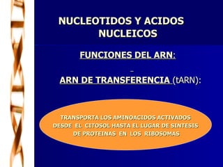 NUCLEOTIDOS Y ACIDOS  NUCLEICOS FUNCIONES DEL ARN :   ARN DE TRANSFERENCIA   (tARN):  TRANSPORTA LOS AMINOACIDOS ACTIVADOS DESDE  EL  CITOSOL HASTA EL LUGAR DE SINTESIS DE PROTEINAS  EN  LOS  RIBOSOMAS 