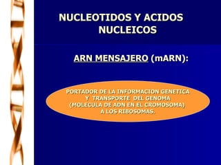 NUCLEOTIDOS Y ACIDOS  NUCLEICOS ARN MENSAJERO  (mARN): PORTADOR DE LA INFORMACION GENETICA Y  TRANSPORTE  DEL GENOMA  (MOLECULA DE ADN EN EL CROMOSOMA)  A LOS RIBOSOMAS. 