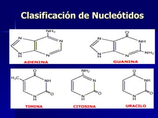 Clasificación de Nucleótidos 