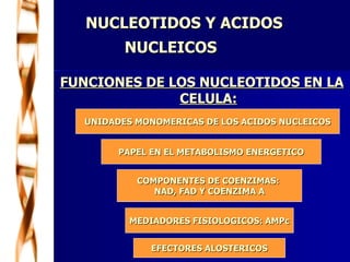 NUCLEOTIDOS Y ACIDOS  NUCLEICOS     FUNCIONES DE LOS NUCLEOTIDOS EN LA CELULA: PAPEL EN EL METABOLISMO ENERGETICO MEDIADORES FISIOLOGICOS: AMPc COMPONENTES DE COENZIMAS:  NAD, FAD Y COENZIMA A EFECTORES ALOSTERICOS UNIDADES MONOMERICAS DE LOS ACIDOS NUCLEICOS 