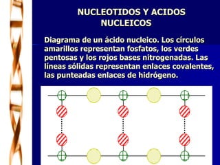   NUCLEOTIDOS Y ACIDOS  NUCLEICOS Diagrama de un ácido nucleico. Los círculos amarillos representan fosfatos, los verdes pentosas y los rojos bases nitrogenadas. Las líneas sólidas representan enlaces covalentes, las punteadas enlaces de hidrógeno. 