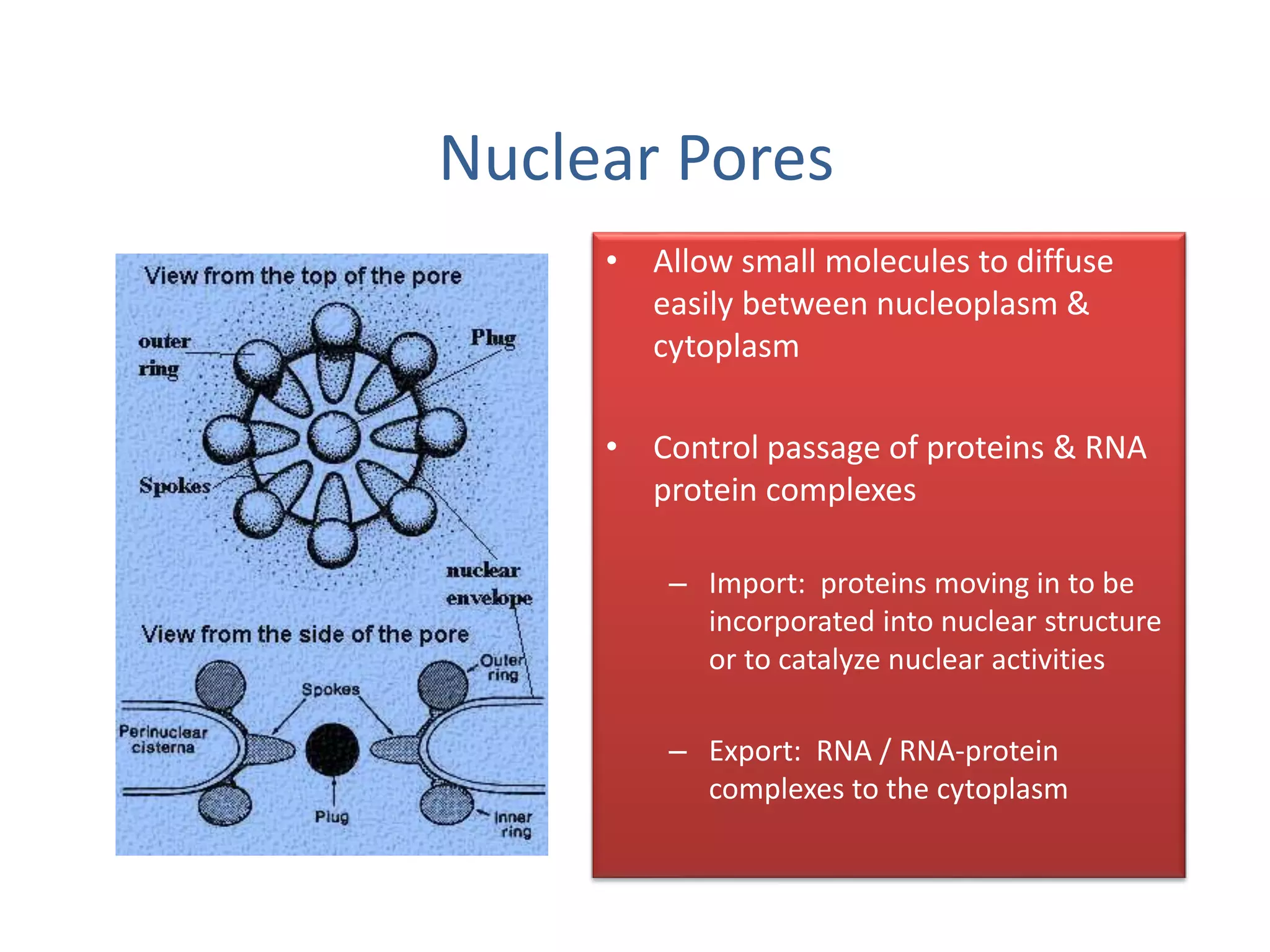 Nuclear Pores
• Allow small molecules to diffuse
easily between nucleoplasm &
cytoplasm
• Control passage of proteins & RNA
protein complexes
– Import: proteins moving in to be
incorporated into nuclear structure
or to catalyze nuclear activities
– Export: RNA / RNA-protein
complexes to the cytoplasm
 