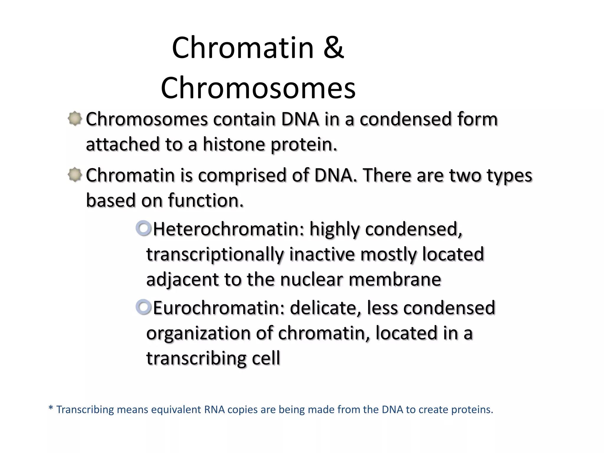 Chromatin &
Chromosomes
Chromosomes contain DNA in a condensed form
attached to a histone protein.
Chromatin is comprised of DNA. There are two types
based on function.
Heterochromatin: highly condensed,
transcriptionally inactive mostly located
adjacent to the nuclear membrane
Eurochromatin: delicate, less condensed
organization of chromatin, located in a
transcribing cell
* Transcribing means equivalent RNA copies are being made from the DNA to create proteins.
 
