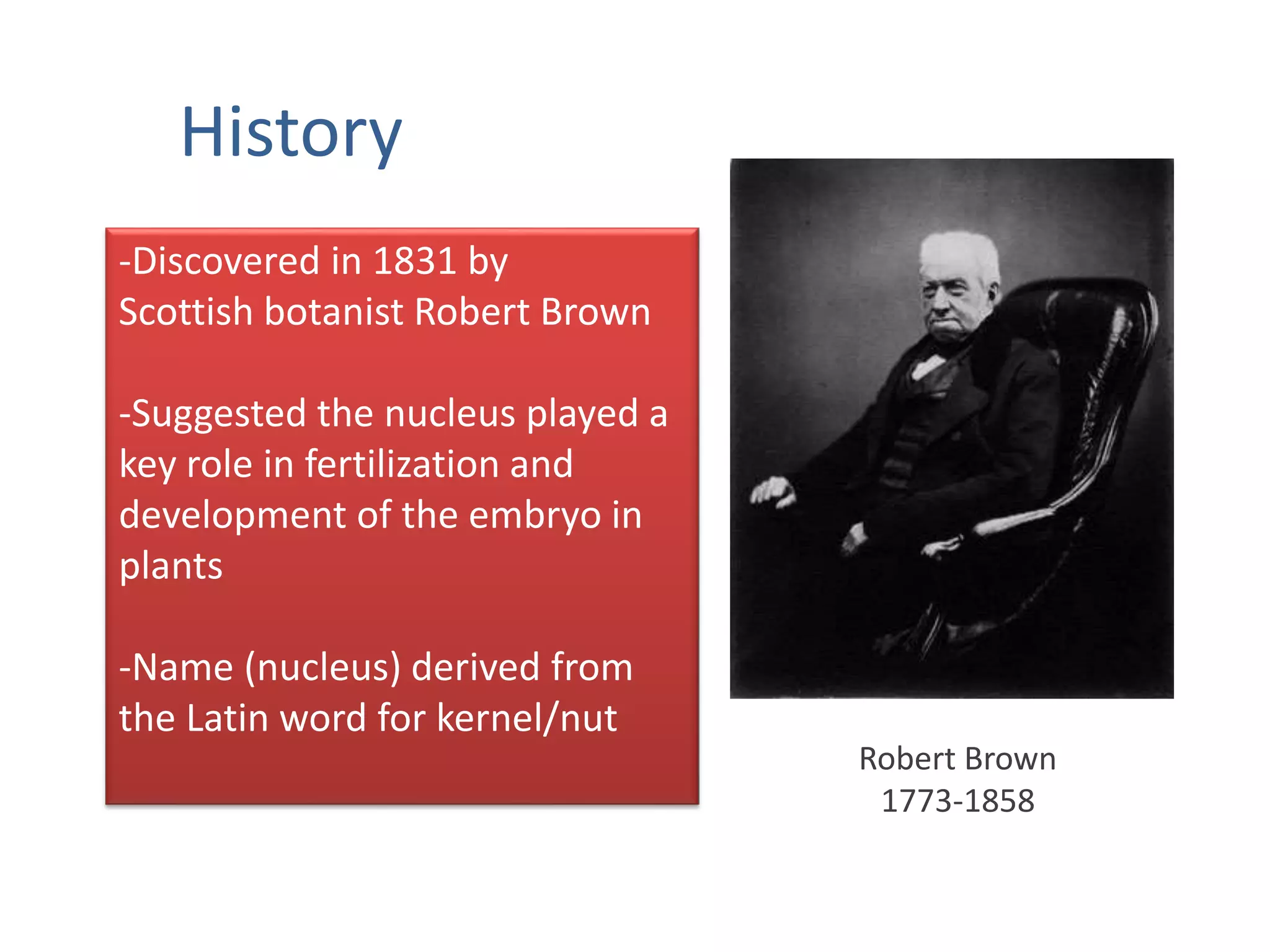 History
Robert Brown
1773-1858
-Discovered in 1831 by
Scottish botanist Robert Brown
-Suggested the nucleus played a
key role in fertilization and
development of the embryo in
plants
-Name (nucleus) derived from
the Latin word for kernel/nut
 