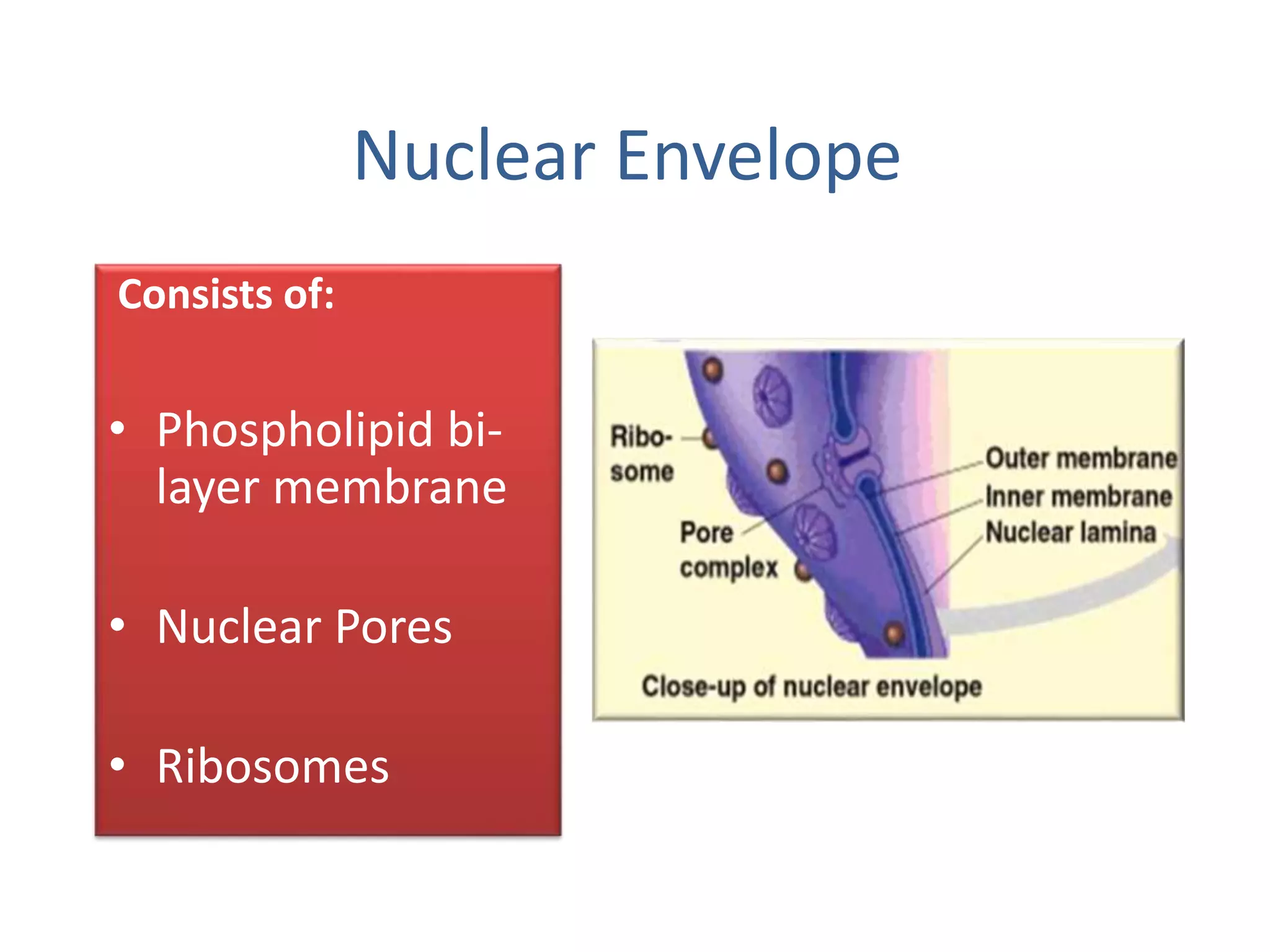 Nuclear Envelope
Consists of:
• Phospholipid bi-
layer membrane
• Nuclear Pores
• Ribosomes
 