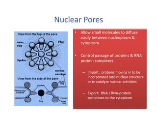 Nuclear Pores
• Allow small molecules to diffuse
easily between nucleoplasm &
cytoplasm
• Control passage of proteins & RNA
protein complexes
– Import: proteins moving in to be
incorporated into nuclear structure
or to catalyze nuclear activities
– Export: RNA / RNA-protein
complexes to the cytoplasm
 