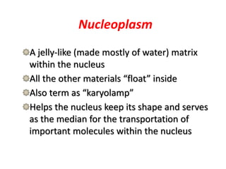 Nucleoplasm
A jelly-like (made mostly of water) matrix
within the nucleus
All the other materials “float” inside
Also term as “karyolamp”
Helps the nucleus keep its shape and serves
as the median for the transportation of
important molecules within the nucleus
 