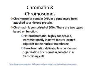 Chromatin &
Chromosomes
Chromosomes contain DNA in a condensed form
attached to a histone protein.
Chromatin is comprised of DNA. There are two types
based on function.
Heterochromatin: highly condensed,
transcriptionally inactive mostly located
adjacent to the nuclear membrane
Eurochromatin: delicate, less condensed
organization of chromatin, located in a
transcribing cell
* Transcribing means equivalent RNA copies are being made from the DNA to create proteins.
 