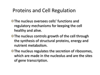 Proteins and Cell Regulation
The nucleus oversees cells’ functions and
regulatory mechanisms for keeping the cell
healthy and alive.
The nucleus controls growth of the cell through
the synthesis of structural proteins, energy and
nutrient metabolism.
The nucleus regulates the secretion of ribosomes,
which are made in the nucleolus and are the sites
of gene transcription.
 