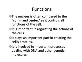 Functions
The nucleus is often compared to the
“command center,” as it controls all
functions of the cell.
It is important in regulating the actions of
the cells.
It plays an important part in creating the
cell’s proteins.
It is involved in important processes
dealing with DNA and other genetic
molecules.
 