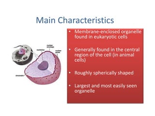 Main Characteristics
• Membrane-enclosed organelle
found in eukaryotic cells
• Generally found in the central
region of the cell (in animal
cells)
• Roughly spherically shaped
• Largest and most easily seen
organelle
 