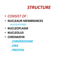 STRUCTURE
• CONSIST OF :
• NUCLEAUR MEMBRANCES
. NUCLEUR PORES
• NUCLEOPLASM
• NUCLEOLUS
• CHROMATIN
.CHROMOSOME
.DNA
.PROTEIN
 