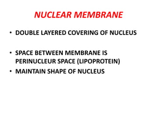 NUCLEAR MEMBRANE
• DOUBLE LAYERED COVERING OF NUCLEUS
• SPACE BETWEEN MEMBRANE IS
PERINUCLEUR SPACE (LIPOPROTEIN)
• MAINTAIN SHAPE OF NUCLEUS
 