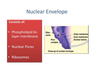 Nuclear Envelope
Consists of:
• Phospholipid bi-
layer membrane
• Nuclear Pores
• Ribosomes
 