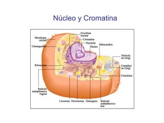 Núcleo y Cromatina

 