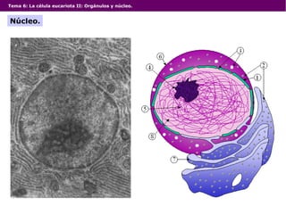 Tema 6: La célula eucariota II: Orgánulos y núcleo.
Núcleo.
 