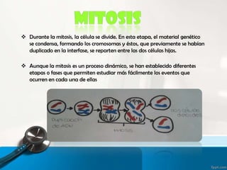  Durante la mitosis, la célula se divide. En esta etapa, el material genético
se condensa, formando los cromosomas y éstos, que previamente se habían
duplicado en la interfase, se reparten entre las dos células hijas.
 Aunque la mitosis es un proceso dinámico, se han establecido diferentes
etapas o fases que permiten estudiar más fácilmente los eventos que
ocurren en cada una de ellas
 