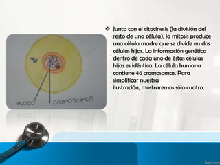  Junto con el citocinesis (la división del
resto de una célula), la mitosis produce
una célula madre que se divide en dos
células hijas. La información genética
dentro de cada uno de éstas células
hijas es idéntica. La célula humana
contiene 46 cromosomas. Para
simplificar nuestra
ilustración, mostraremos sólo cuatro.
 