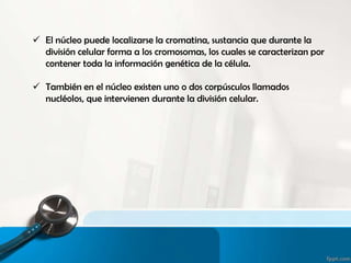  El núcleo puede localizarse la cromatina, sustancia que durante la
división celular forma a los cromosomas, los cuales se caracterizan por
contener toda la información genética de la célula.
 También en el núcleo existen uno o dos corpúsculos llamados
nucléolos, que intervienen durante la división celular.
 
