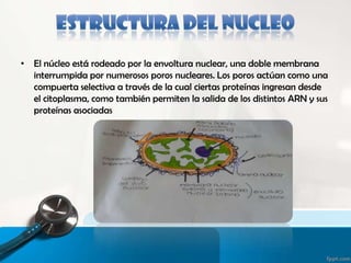 • El núcleo está rodeado por la envoltura nuclear, una doble membrana
interrumpida por numerosos poros nucleares. Los poros actúan como una
compuerta selectiva a través de la cual ciertas proteínas ingresan desde
el citoplasma, como también permiten la salida de los distintos ARN y sus
proteínas asociadas
 