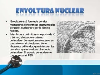 • Envoltura está formada por dos
membranas concéntricas interrumpidas
por poros nucleares y por la lámina
nuclear.
• Membranas delimitan un espacio de 10
a 50 nm, el espacio o cisterna
perinuclear. La membrana externa en
contacto con el citoplasma tiene
ribosomas adheridos, que sintetizan las
proteínas que se vuelcan al espacio
perinuclear. El espacio perinuclear se
continua con el REG.
 