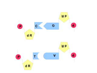 A d R P d R P G d R P T d R P C 